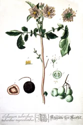 La papa, 1737